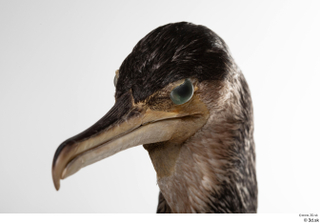 Double-crested cormorant Phalacrocorax auritus head 0007.jpg